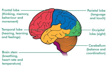 Brain-Function-Image