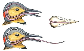 woodpecker-brain-tongue