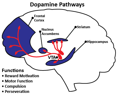 Dopamine pathways