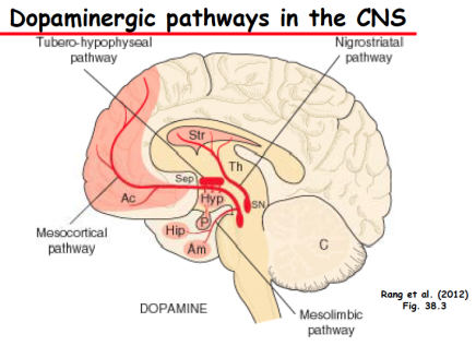 Dopaminergic pathway